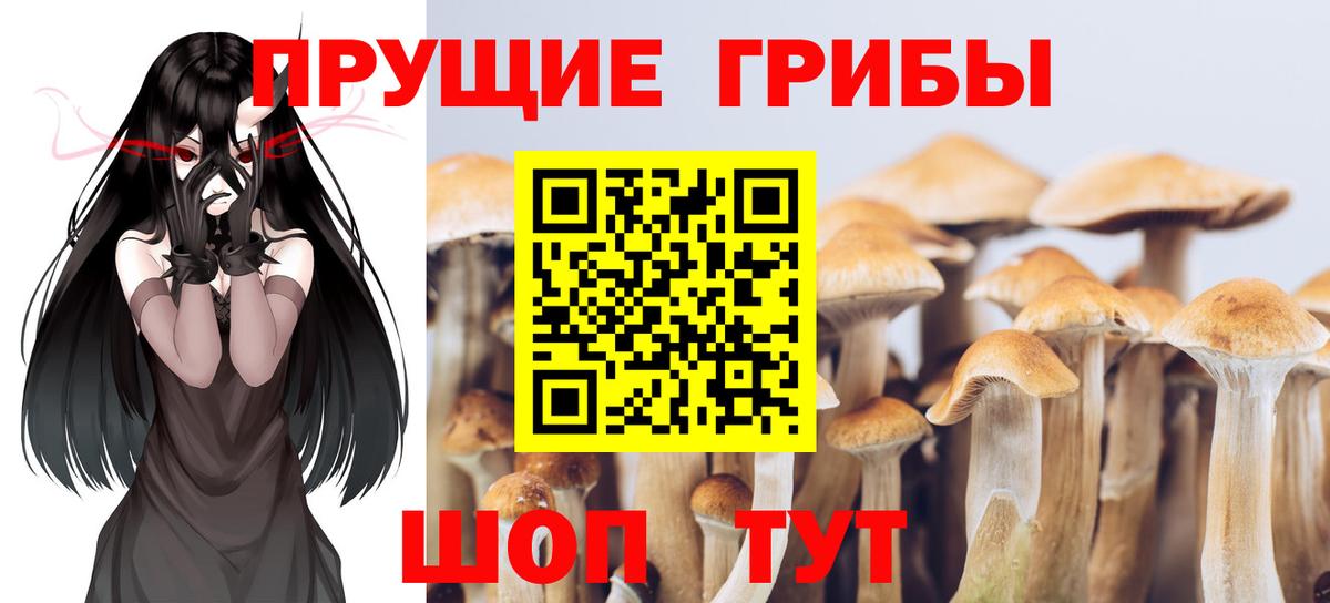 Бузулук  Псилоцибиновые грибы MAGIC MUSHROOMS  Вход с VPN  Псилоцибиновые грибы Magic Shrooms 
